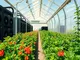 canaan-innovates-bitcoin-mining-waste-heat-powers-greenhouse-in-canada