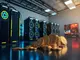 unstaked-chainlink-monero-bittensor-and-tari-crypto-platforms-set-for-2025-growth